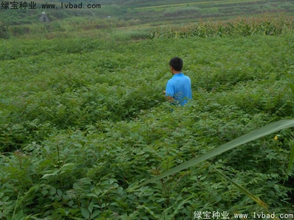 <a href='http:///linmuzhongzi/2199.html' target='_blank'>黃柏</a><a href='http:///' target='_blank'>種子</a>