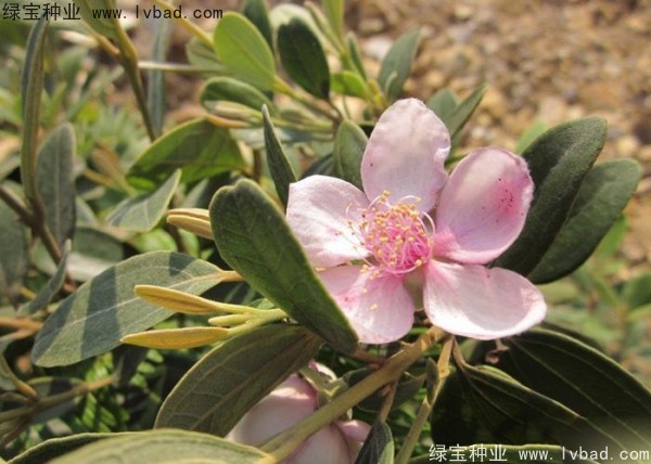 <a href='http:///linmuzhongzi/2210.html' target='_blank'>桃金娘種子</a>