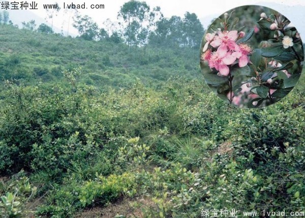 <a href='http:///linmuzhongzi/2210.html' target='_blank'>桃金娘種子</a>