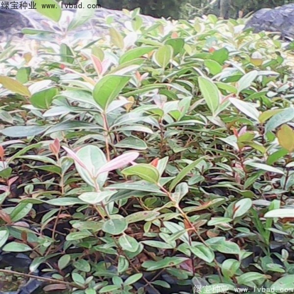 <a href='http:///linmuzhongzi/2210.html' target='_blank'>桃金娘種子</a>