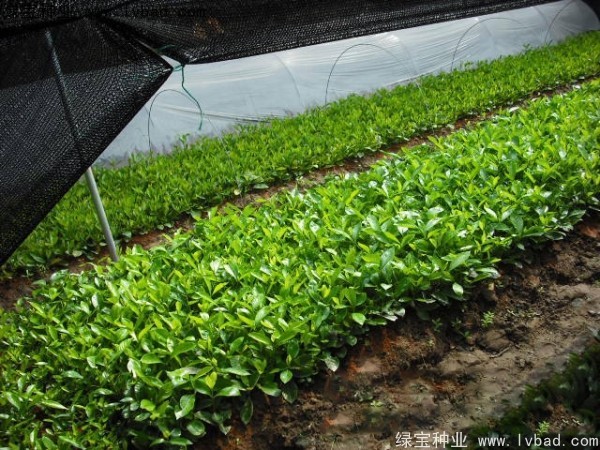 <a href='http:///linmuzhongzi/2212.html' target='_blank'>梔子花種子</a>