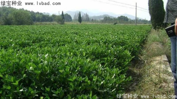 <a href='http:///linmuzhongzi/2212.html' target='_blank'>梔子花</a><a href='http:///' target='_blank'>種子</a>