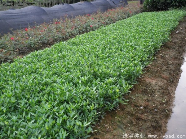 <a href='http:///linmuzhongzi/2212.html' target='_blank'>梔子花</a><a href='http:///' target='_blank'>種子</a>