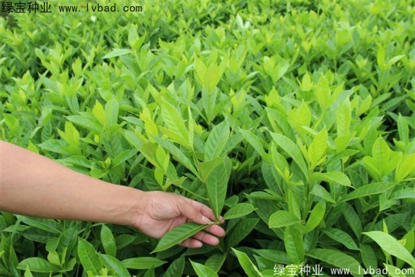 <a href='http:///linmuzhongzi/2212.html' target='_blank'>梔子花種子</a>