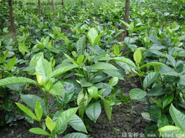 梔子花<a href='http:///' target='_blank'>種子</a>