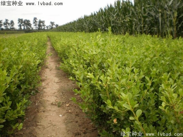 <a href='http:///linmuzhongzi/2215.html' target='_blank'>瓜子黃楊種子</a>