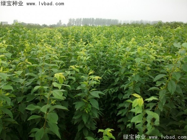 <a href='http:///linmuzhongzi/2231.html' target='_blank'>李子種子</a>