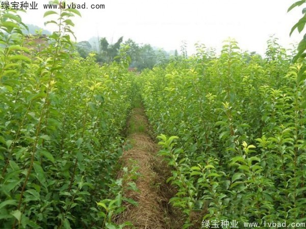 李子<a href='http:///' target='_blank'>種子</a>