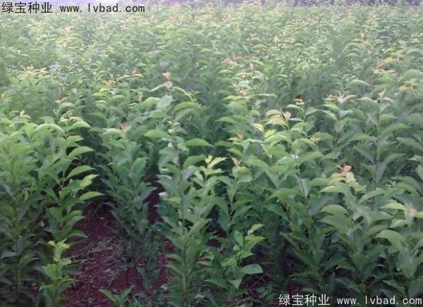 李子<a href='http:///' target='_blank'>種子</a>