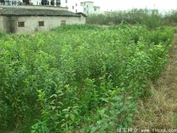 李子<a href='http:///' target='_blank'>種子</a>