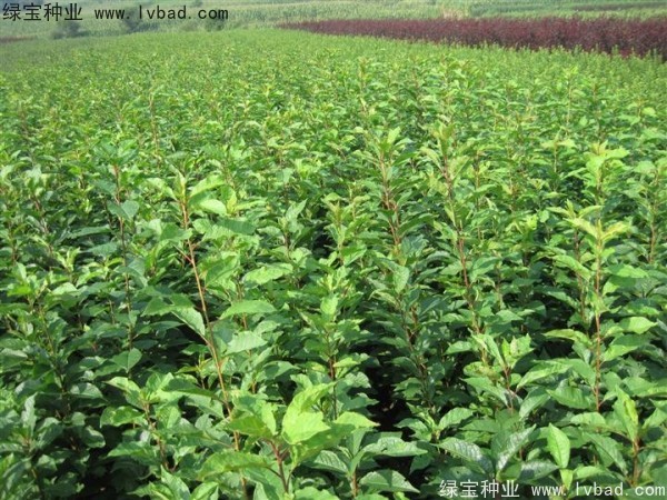 <a href='http:///linmuzhongzi/2231.html' target='_blank'>李子種子</a>