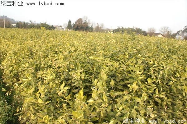 <a href='http:///linmuzhongzi/2234.html' target='_blank'>檸檬種子</a>