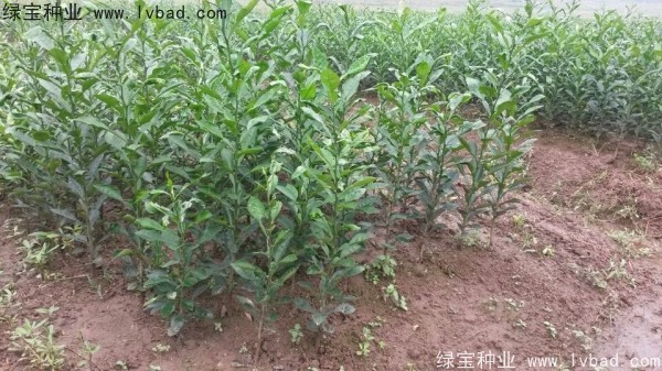 <a href='http:///linmuzhongzi/2234.html' target='_blank'>檸檬</a><a href='http:///' target='_blank'>種子</a>