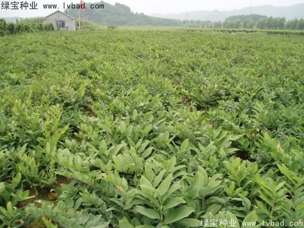 玉竹<a href='http:///' target='_blank'>種子</a>