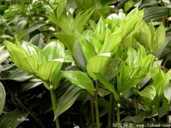 <a href='http:///linmuzhongzi/2254.html' target='_blank'>玉竹種子</a>