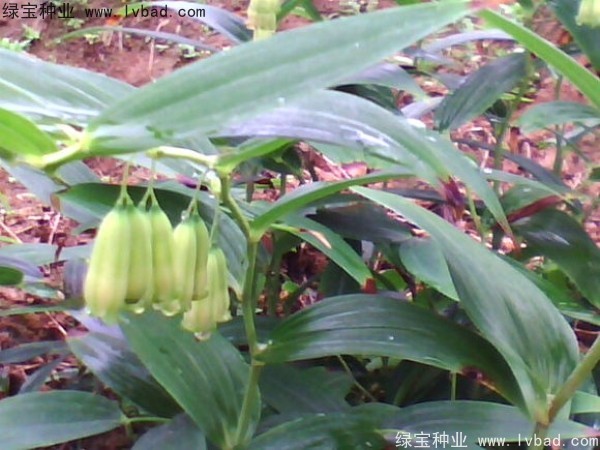 <a href='http:///linmuzhongzi/2254.html' target='_blank'>玉竹種子</a>