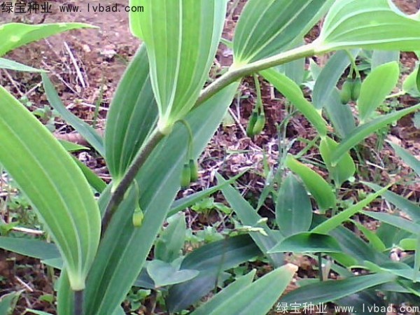 玉竹<a href='http:///' target='_blank'>種子</a>