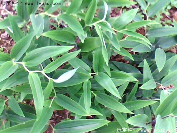 玉竹<a href='http:///' target='_blank'>種子</a>
