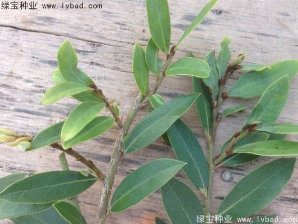 <a href='http:///linmuzhongzi/2255.html' target='_blank'>蚊母種子</a>