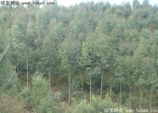 <a href='http:///linmuzhongzi/2259.html' target='_blank'>桉樹種子</a>
