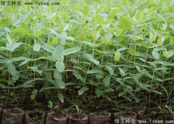 桉樹<a href='http:///' target='_blank'>種子</a>