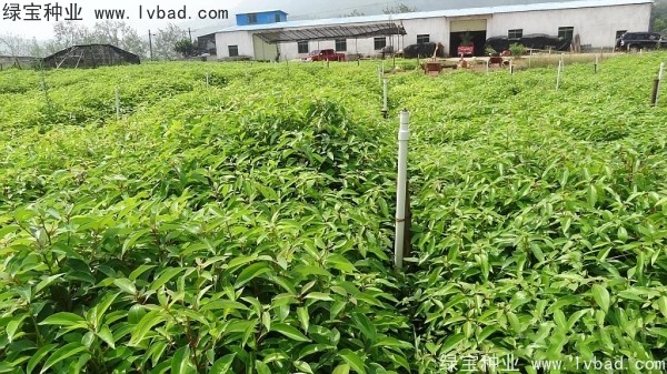 <a href='http:///linmuzhongzi/2259.html' target='_blank'>桉樹種子</a>