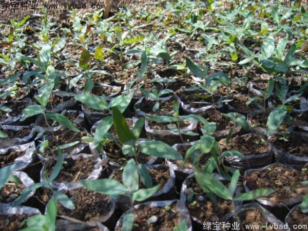 <a href='http:///linmuzhongzi/2259.html' target='_blank'>桉樹</a><a href='http:///' target='_blank'>種子</a>