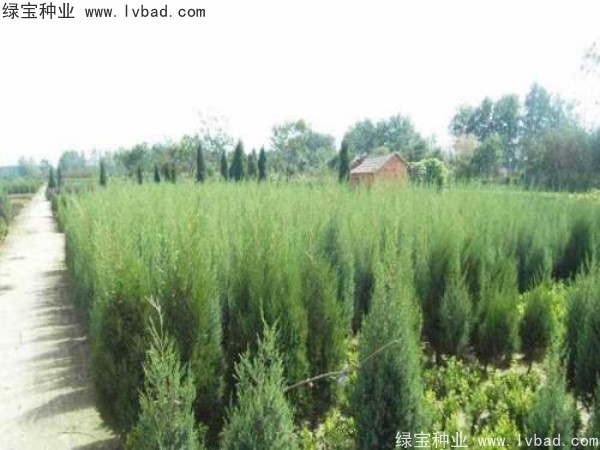 柏木<a href='http:///' target='_blank'>種子</a>