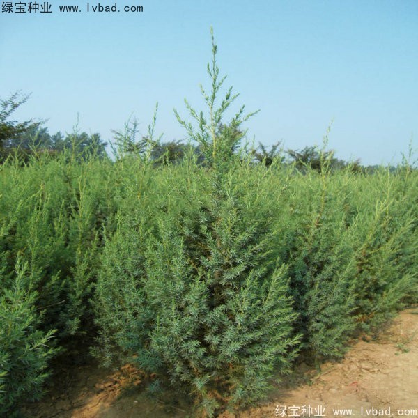 <a href='http:///linmuzhongzi/2260.html' target='_blank'>柏木種子</a>