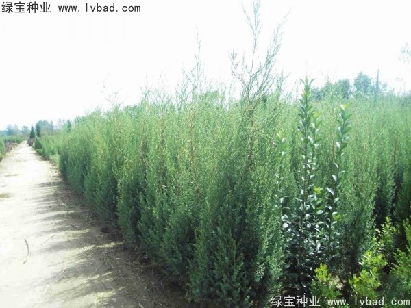 <a href='http:///linmuzhongzi/2260.html' target='_blank'>柏木種子</a>