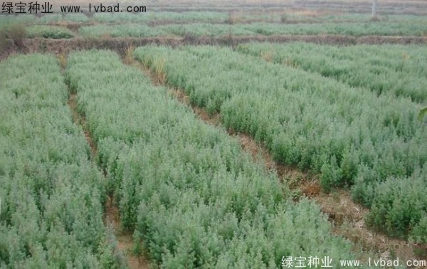 <a href='http:///linmuzhongzi/2260.html' target='_blank'>柏木種子</a>