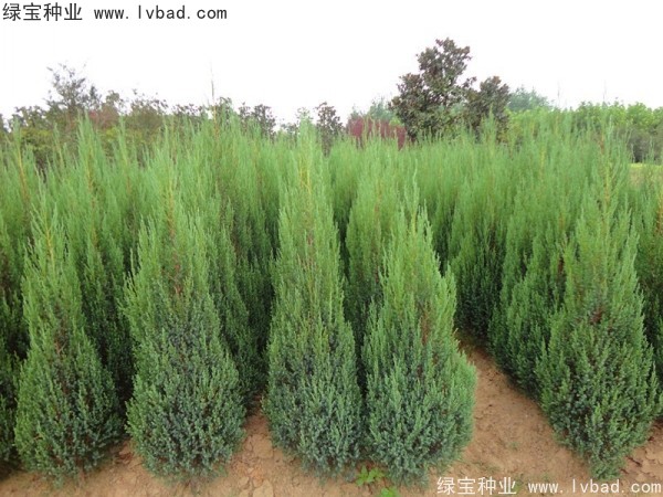柏木<a href='http:///' target='_blank'>種子</a>