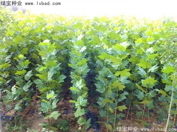 <a href='http:///linmuzhongzi/2262.html' target='_blank'>法桐種子</a>