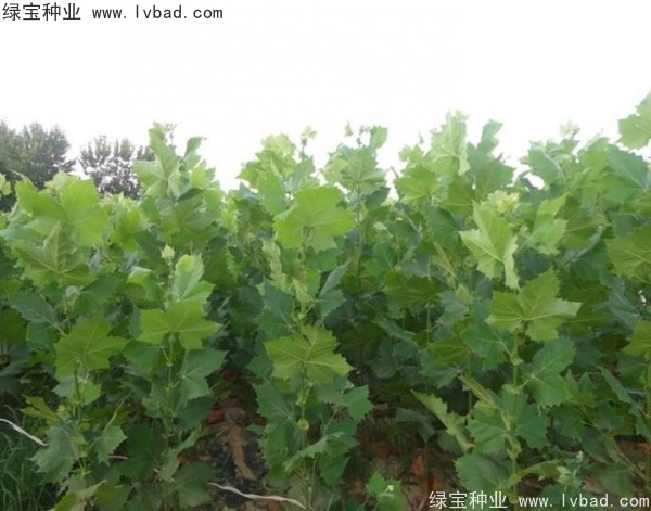 <a href='http:///linmuzhongzi/2262.html' target='_blank'>法桐種子</a>