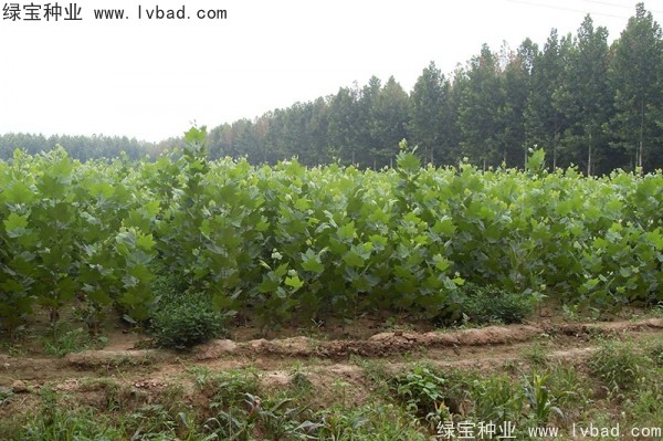 <a href='http:///linmuzhongzi/2262.html' target='_blank'>法桐</a>