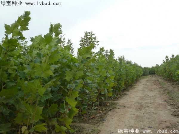 法桐<a href='http:///' target='_blank'>種子</a>