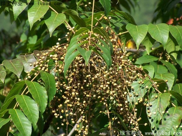 <a href='http:///linmuzhongzi/2269.html' target='_blank'>漆樹</a><a href='http:///' target='_blank'>種子</a>