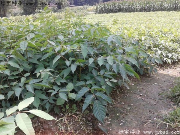 <a href='http:///linmuzhongzi/2269.html' target='_blank'>漆樹種子</a>