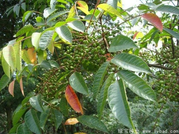 漆樹<a href='http:///' target='_blank'>種子</a>
