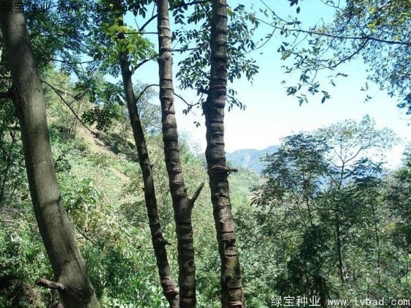 漆樹<a href='http:///' target='_blank'>種子</a>