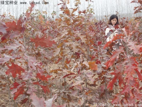 橡樹<a href='http:///' target='_blank'>種子</a>