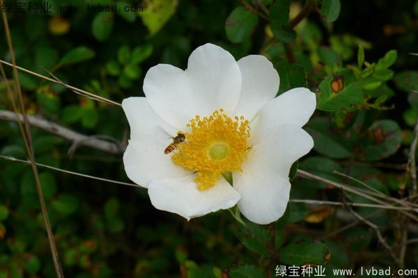 <a href='http:///yaocaizhongzi/2294.html' target='_blank'>金櫻子</a><a href='http:///' target='_blank'>種子</a>