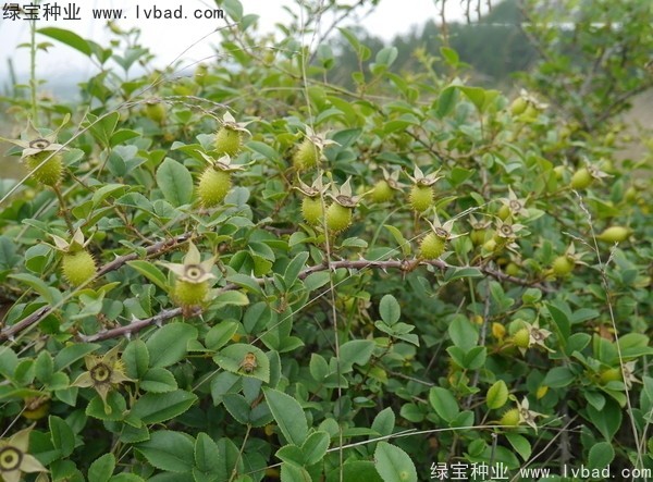 <a href='http:///yaocaizhongzi/2294.html' target='_blank'>金櫻子種子</a>