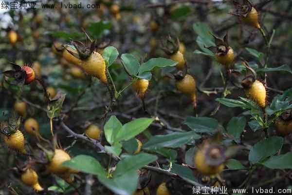 <a href='http:///yaocaizhongzi/2294.html' target='_blank'>金櫻子種子</a>