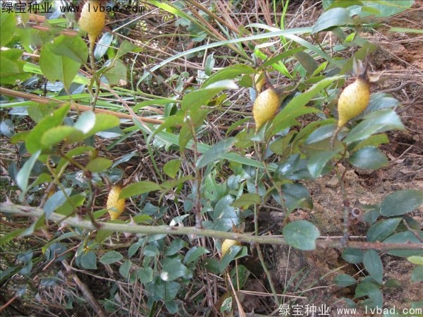 <a href='http:///yaocaizhongzi/2294.html' target='_blank'>金櫻子</a><a href='http:///' target='_blank'>種子</a>
