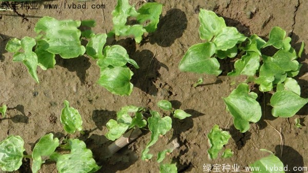 <a href='http:///yaocaizhongzi/2303.html' target='_blank'>天南星種子</a>
