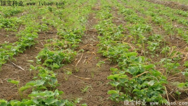 天南星<a href='http:///' target='_blank'>種子</a>