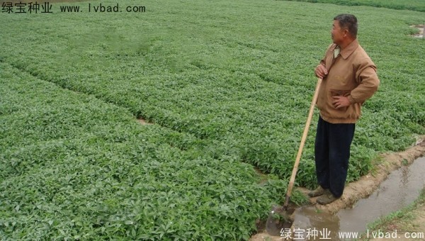 天南星<a href='http:///' target='_blank'>種子</a>