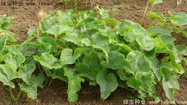 <a href='http:///yaocaizhongzi/2303.html' target='_blank'>天南星種子</a>