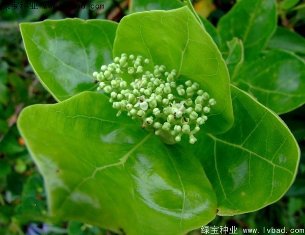 <a href='http:///yaocaizhongzi/2320.html' target='_blank'>黃荊</a><a href='http:///' target='_blank'>種子</a>